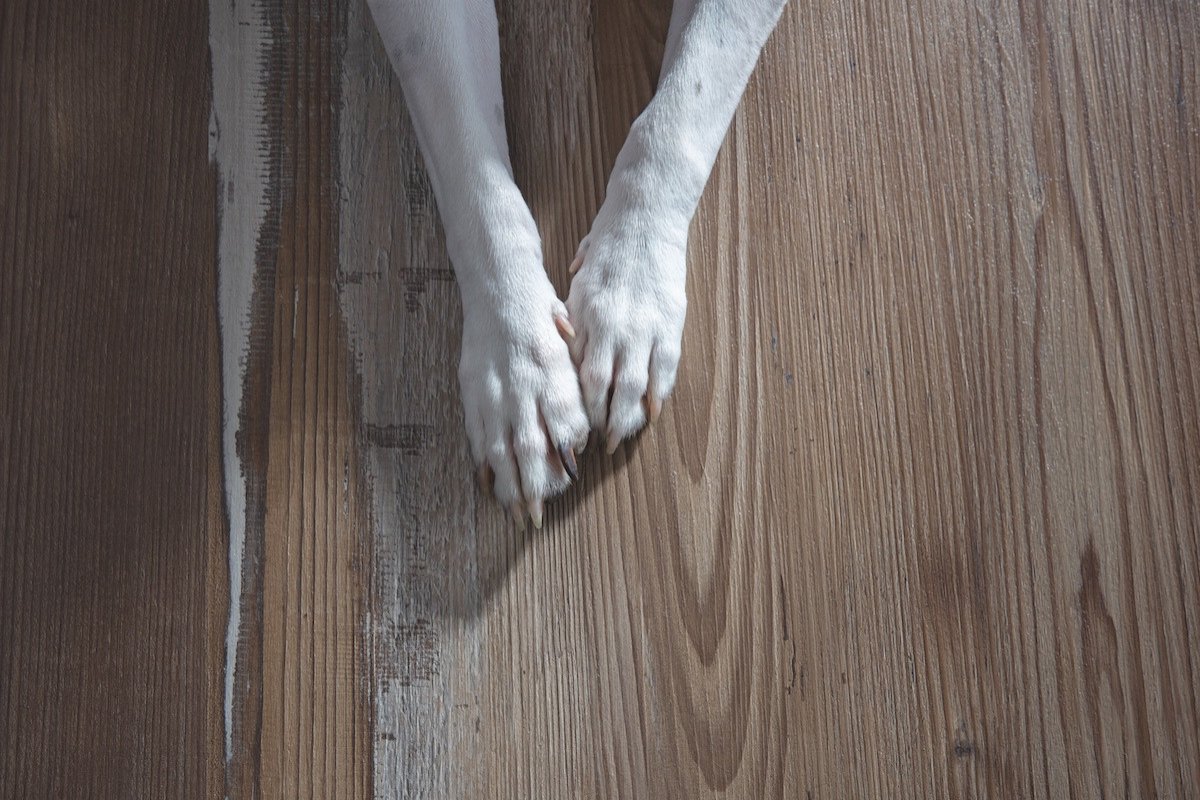 Dog paws on luxury vinyl plank flooring